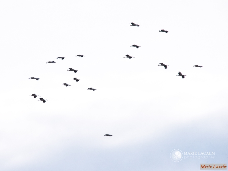 Cigognes blanches en migration.jpg - En migration au dessus de Canet